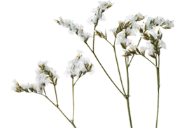 for-death-anniversary-pro